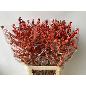 Ilex vert Winter Gold L10