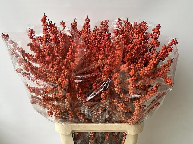 Ilex vert Winter Gold L10