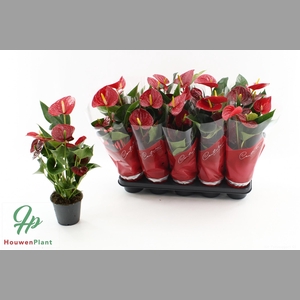 ANTHU AN SUCCESS RED