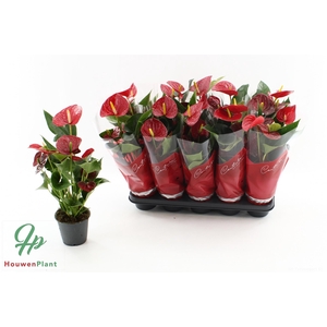 ANTHU AN SUCCESS RED