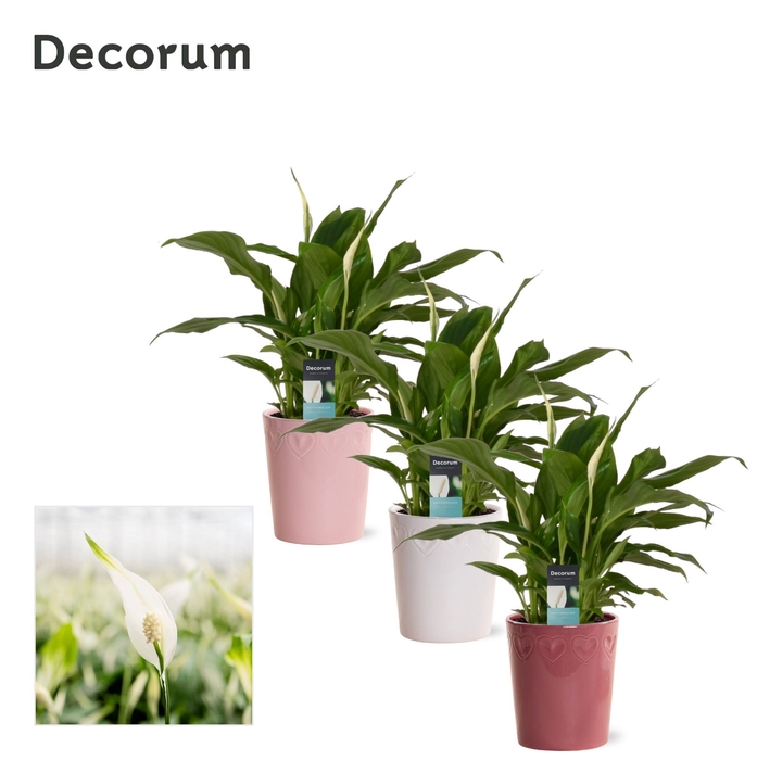 <h4>Spathiphyllum 9 cm in Nienke - Luxury World</h4>