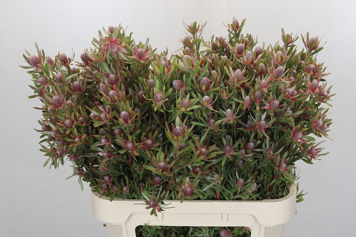 <h4>Leucadendron Ayoba Star Pearl</h4>