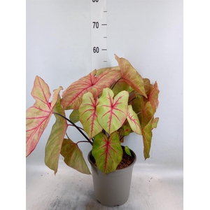 Caladium   ...