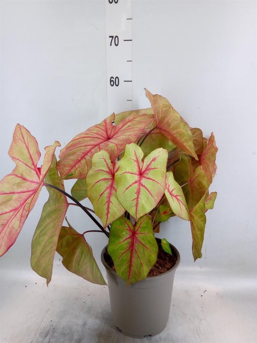 <h4>Caladium   ...</h4>