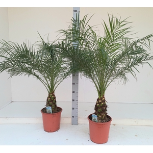 PHOENIX ROEBELENII