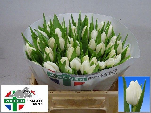 <h4>TU EN POLAR BEAR</h4>