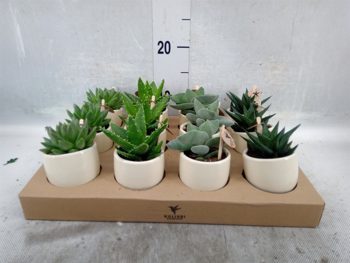 <h4>Succulents   ...mix 3</h4>