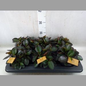 Peperomia clusiifolia 'Red Margin'