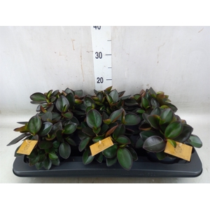 Peperomia clusiifolia 'Red Margin'