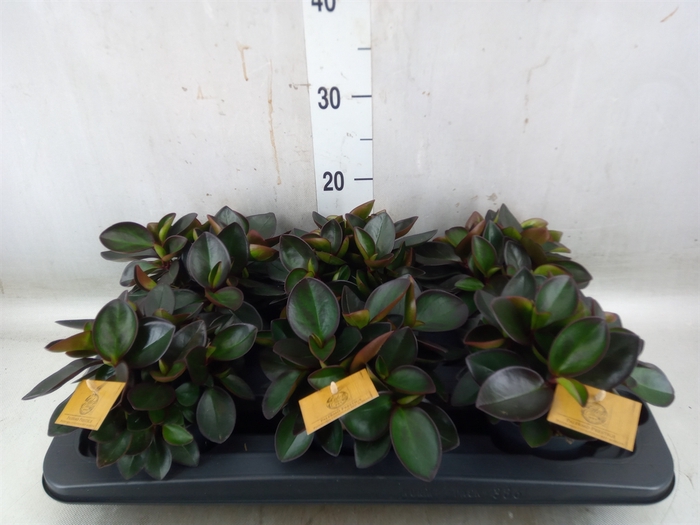 <h4>Peperomia clusiifolia 'Red Margin'</h4>
