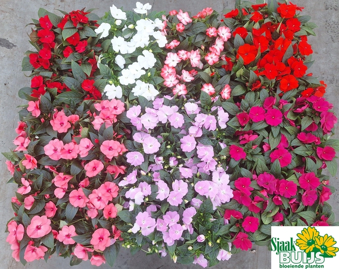 <h4>IMPAT NG GEM 6 KL</h4>