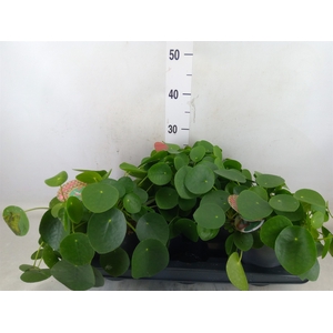 Pilea peperomioides