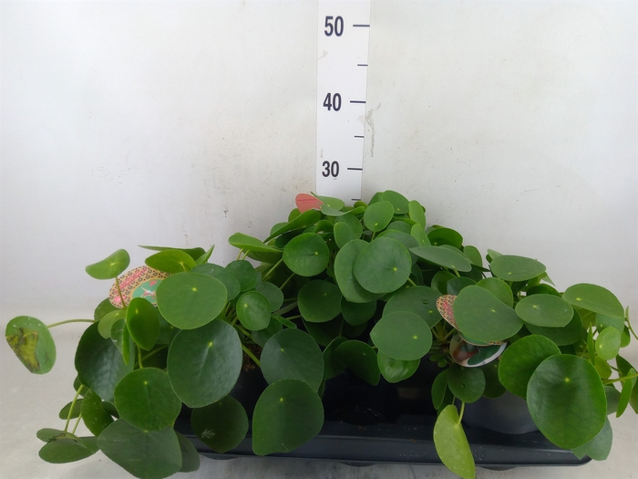 <h4>Pilea peperomioides</h4>