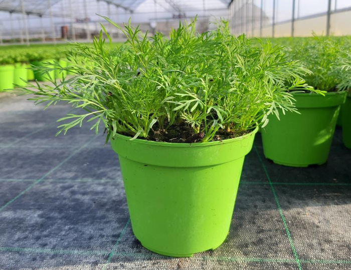 <h4>Anethum graveolens</h4>