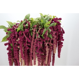 Amaranthus Caudatus Rosary