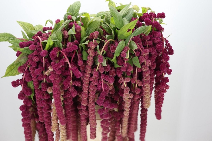 <h4>Amaranthus Caudatus Rosary</h4>