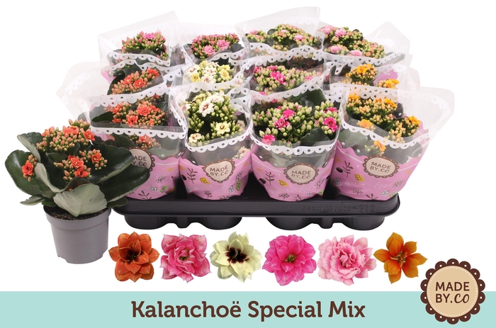 <h4>Kalanchoë Special Mix</h4>