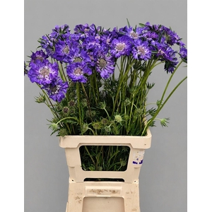 Scabiosa Overig
