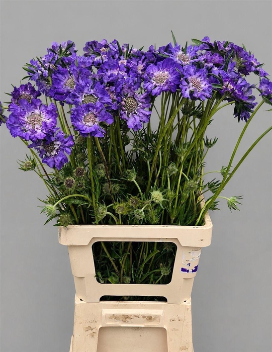 <h4>Scabiosa Overig</h4>