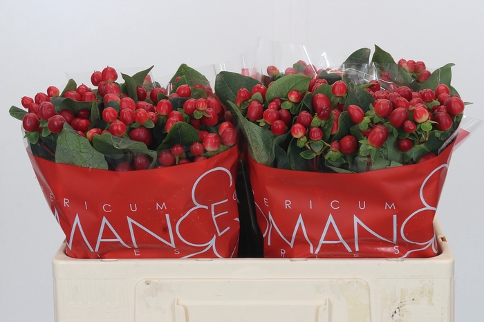 <h4>Hypericum True Romance</h4>