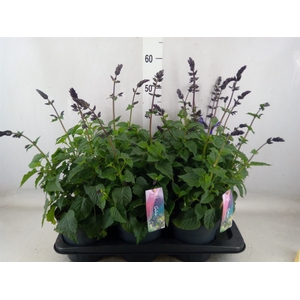 Salvia  'Salgoon Lake Blueberry'