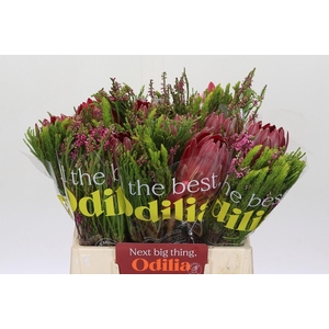 BQ Protea Sharon SFB