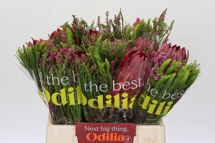 <h4>BQ Protea Sharon SFB</h4>