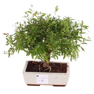 Bonsai Outdoor Deluxe Punica granatum ø20cm
