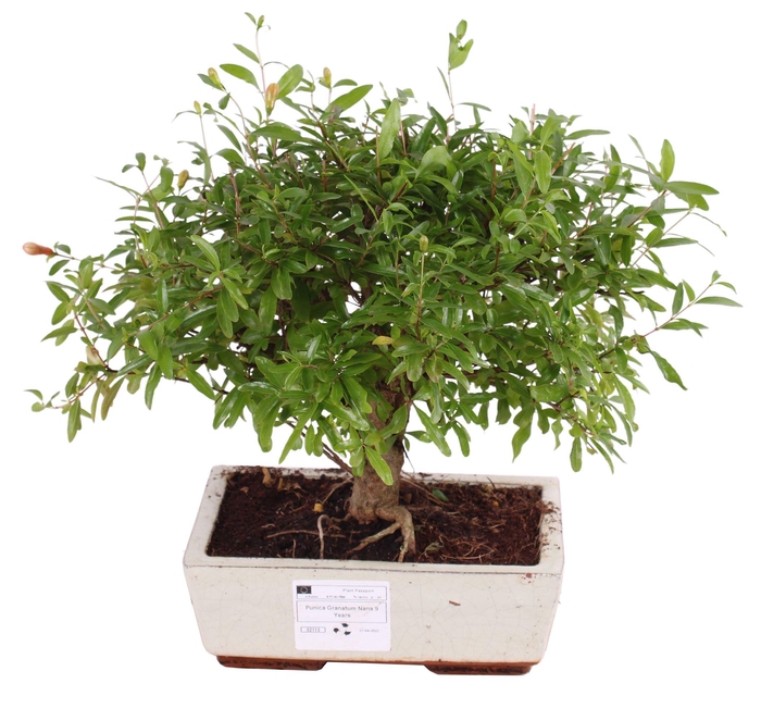 <h4>Bonsai Outdoor Deluxe Punica granatum ø20cm</h4>