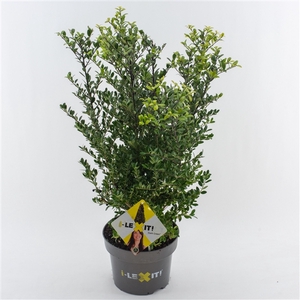 Ilex crenata Dark Green, P23, Struik 40-60cm