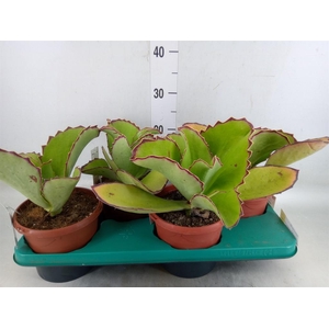 Kalanchoe NF   ...