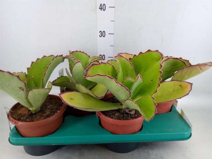 <h4>Kalanchoe NF   ...</h4>