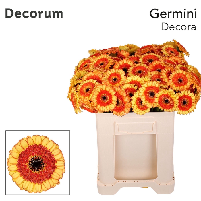 <h4>Germini Decora Water</h4>