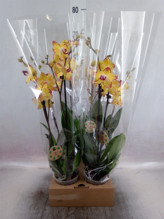 <h4>Phalaenopsis   ...</h4>