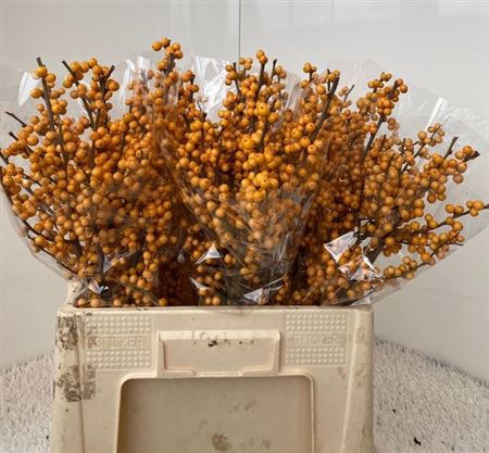 Ilex Kl Bh Rose Goud