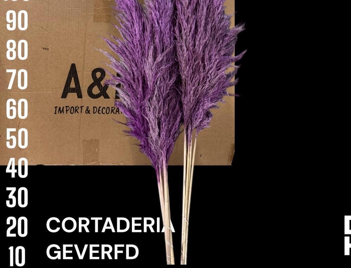 <h4>HUIS EN TUINDECO H%</h4>