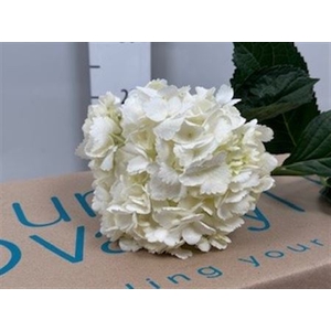 Hydr Premium White