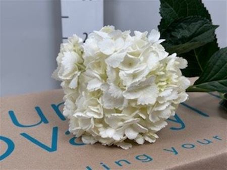 <h4>Hydr Premium White</h4>