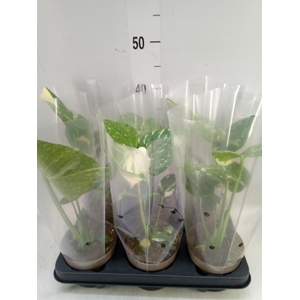 Monstera delic. 'Thai Constellatio'