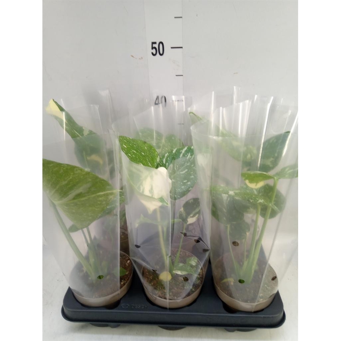 <h4>Monstera delic. 'Thai Constellatio'</h4>