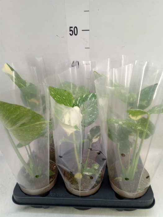 <h4>Monstera delic. 'Thai Constellatio'</h4>