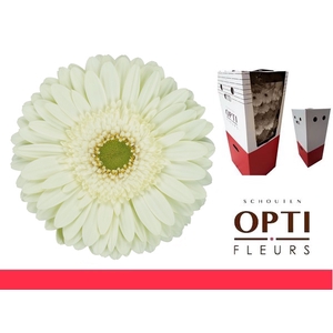 Gerbera Mint Aquabox