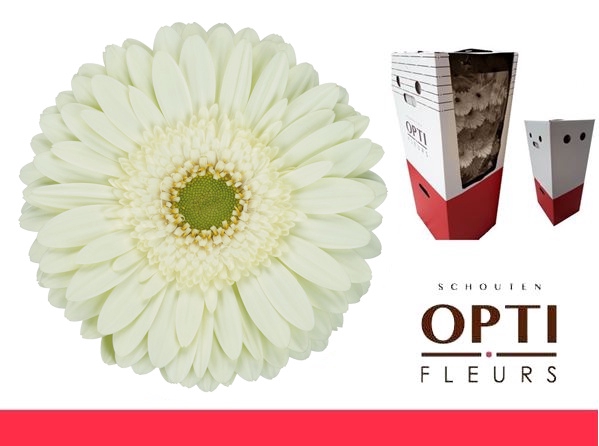 <h4>GE GR MINT-AQ-Box</h4>