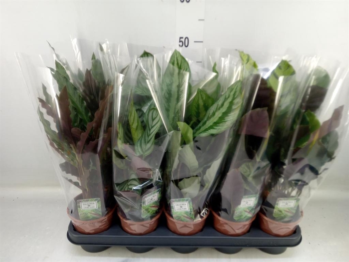 <h4>Calathea   ...mix 5</h4>