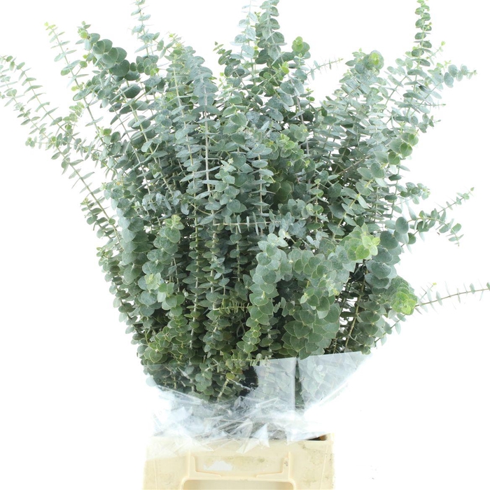 <h4>Euca Baby Blue Long 200grams</h4>