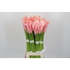Zantedeschia Eydolls Salmon