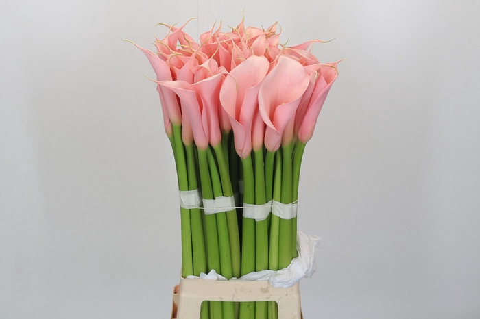 Zantedeschia Eydolls Salmon