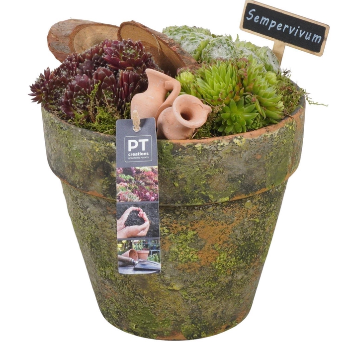 <h4>Arr.  Sempervivum L%</h4>
