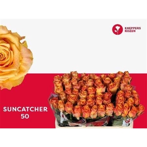 R Gr Suncatcher