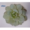 Echeveria Lauii Cutflower Wincx-5cm